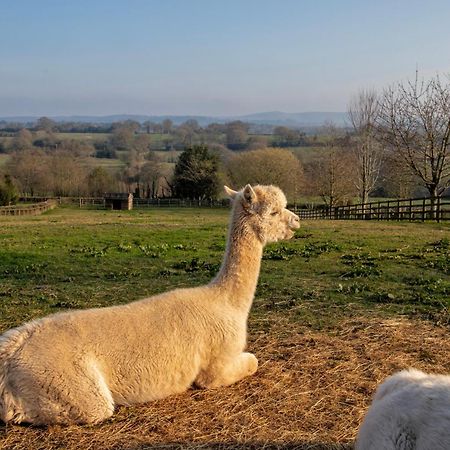 Charlie'S Cottage With Alpacas And 7Mins Drive To Alton Towers 덴스톤 외부 사진